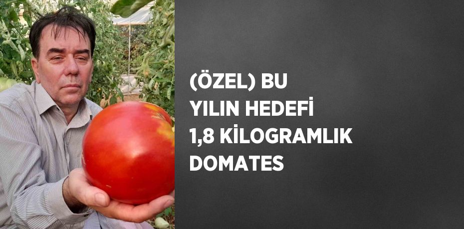 (ÖZEL) BU YILIN HEDEFİ 1,8 KİLOGRAMLIK DOMATES