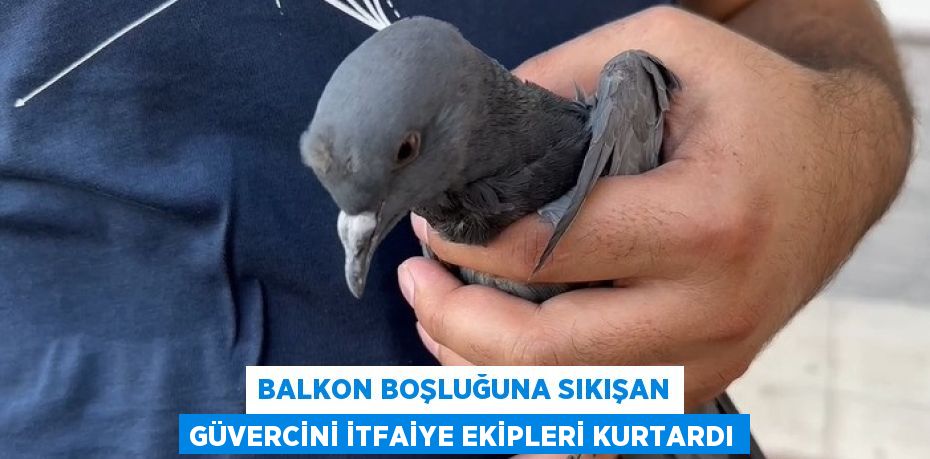 BALKON BOŞLUĞUNA SIKIŞAN GÜVERCİNİ İTFAİYE EKİPLERİ KURTARDI