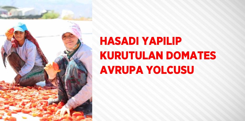 HASADI YAPILIP KURUTULAN DOMATES AVRUPA YOLCUSU