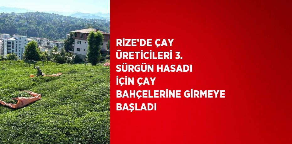 RİZE’DE ÇAY ÜRETİCİLERİ 3. SÜRGÜN HASADI İÇİN ÇAY BAHÇELERİNE GİRMEYE BAŞLADI