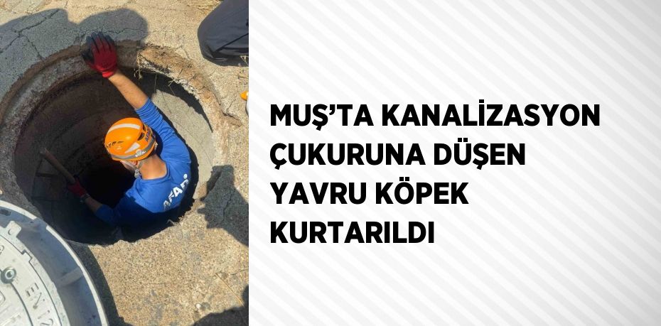 MUŞ’TA KANALİZASYON ÇUKURUNA DÜŞEN YAVRU KÖPEK KURTARILDI