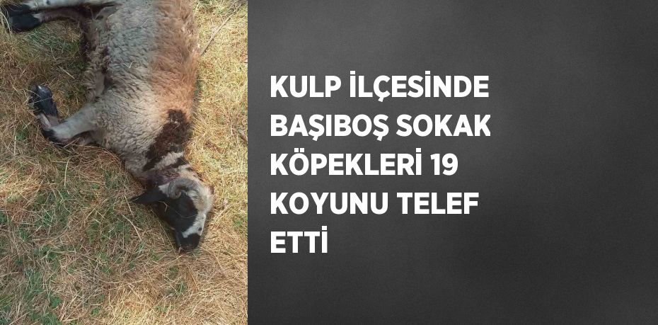 KULP İLÇESİNDE BAŞIBOŞ SOKAK KÖPEKLERİ 19 KOYUNU TELEF ETTİ