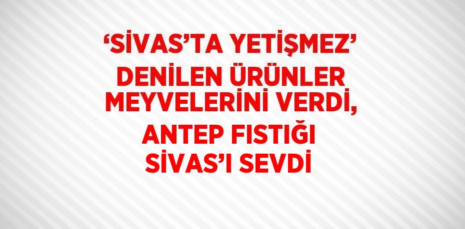 ‘SİVAS’TA YETİŞMEZ’ DENİLEN ÜRÜNLER MEYVELERİNİ VERDİ, ANTEP FISTIĞI SİVAS’I SEVDİ