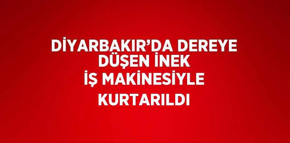 DİYARBAKIR’DA DEREYE DÜŞEN İNEK İŞ MAKİNESİYLE KURTARILDI