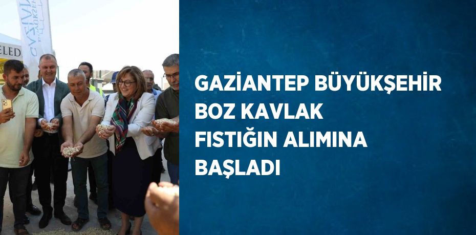 GAZİANTEP BÜYÜKŞEHİR BOZ KAVLAK FISTIĞIN ALIMINA BAŞLADI