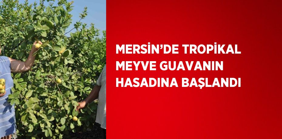 MERSİN’DE TROPİKAL MEYVE GUAVANIN HASADINA BAŞLANDI