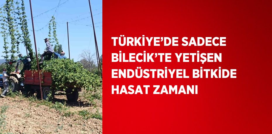 TÜRKİYE’DE SADECE BİLECİK’TE YETİŞEN ENDÜSTRİYEL BİTKİDE HASAT ZAMANI