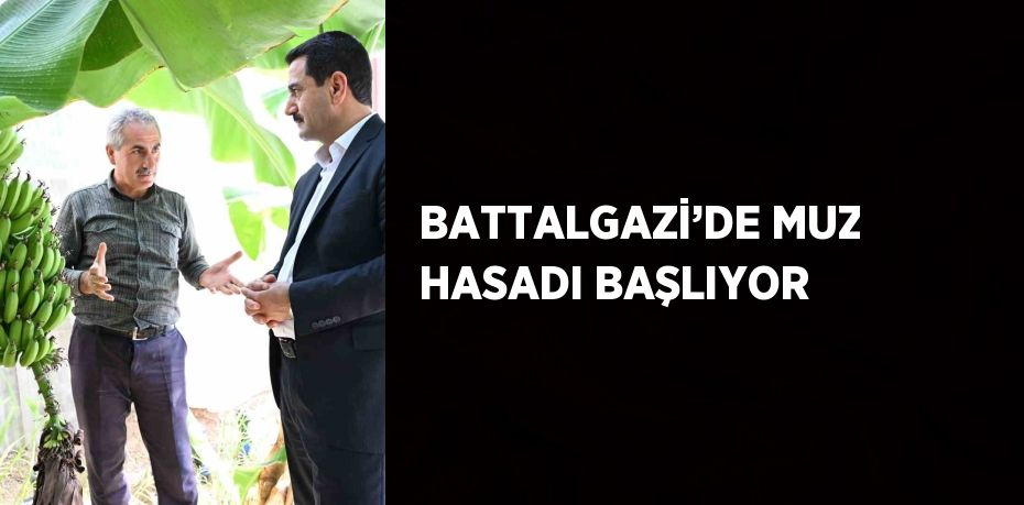 BATTALGAZİ’DE MUZ HASADI BAŞLIYOR