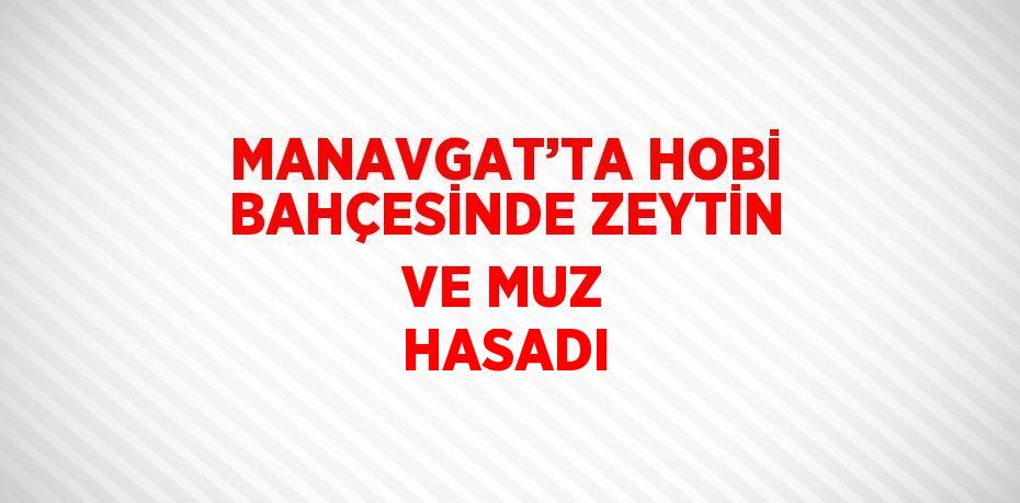 MANAVGAT’TA HOBİ BAHÇESİNDE ZEYTİN VE MUZ HASADI