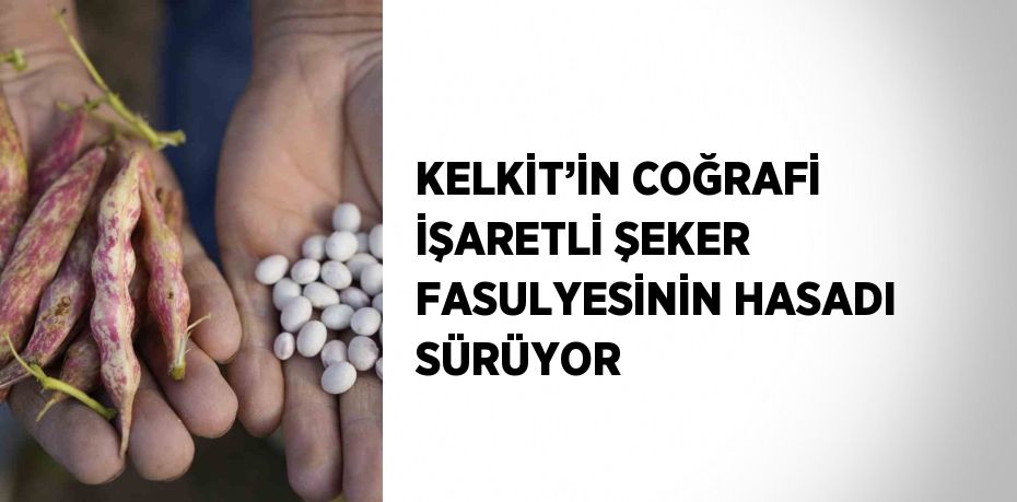 KELKİT’İN COĞRAFİ İŞARETLİ ŞEKER FASULYESİNİN HASADI SÜRÜYOR