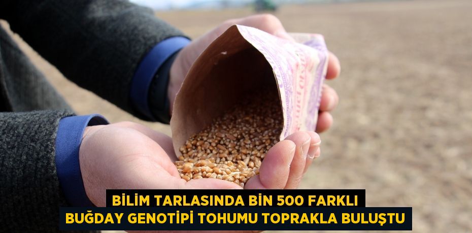 Bilim tarlasında bin 500 farklı buğday genotipi tohumu toprakla buluştu