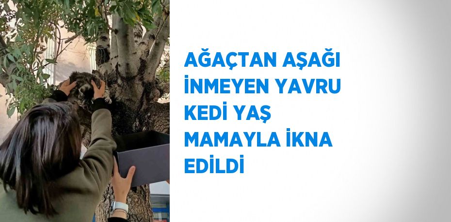 AĞAÇTAN AŞAĞI İNMEYEN YAVRU KEDİ YAŞ MAMAYLA İKNA EDİLDİ