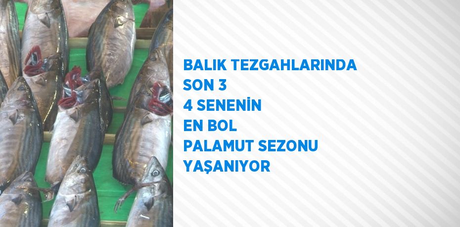 BALIK TEZGAHLARINDA SON 3 4 SENENİN EN BOL PALAMUT SEZONU YAŞANIYOR