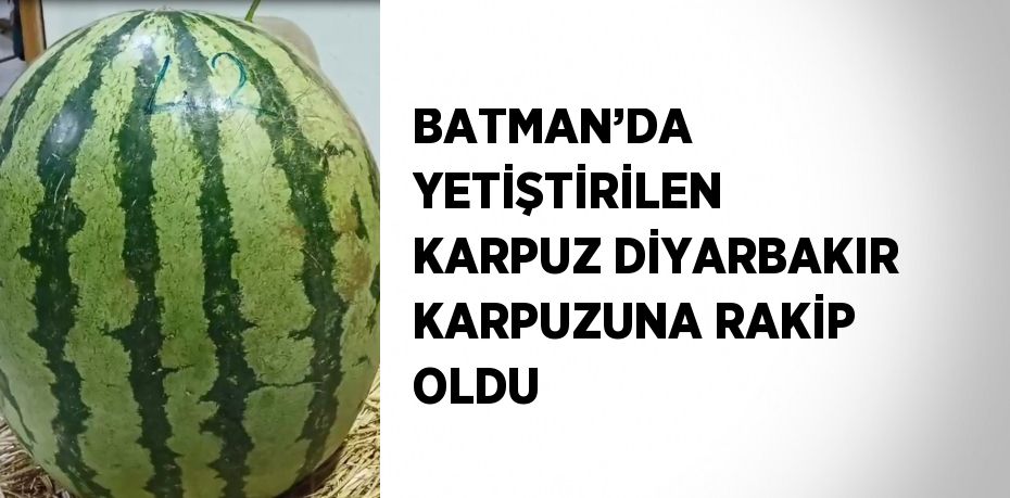 BATMAN’DA YETİŞTİRİLEN KARPUZ DİYARBAKIR KARPUZUNA RAKİP OLDU