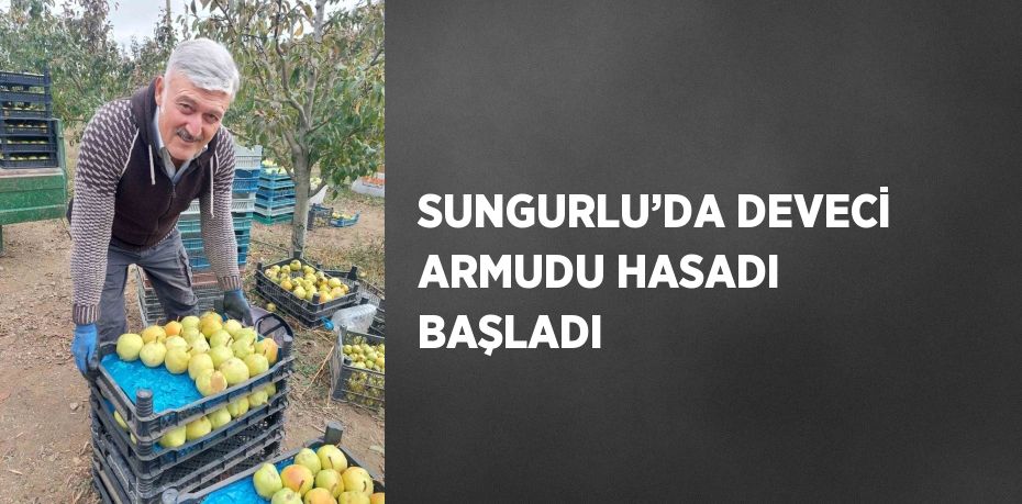 SUNGURLU’DA DEVECİ ARMUDU HASADI BAŞLADI