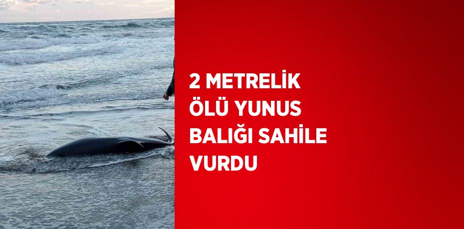 2 METRELİK ÖLÜ YUNUS BALIĞI SAHİLE VURDU