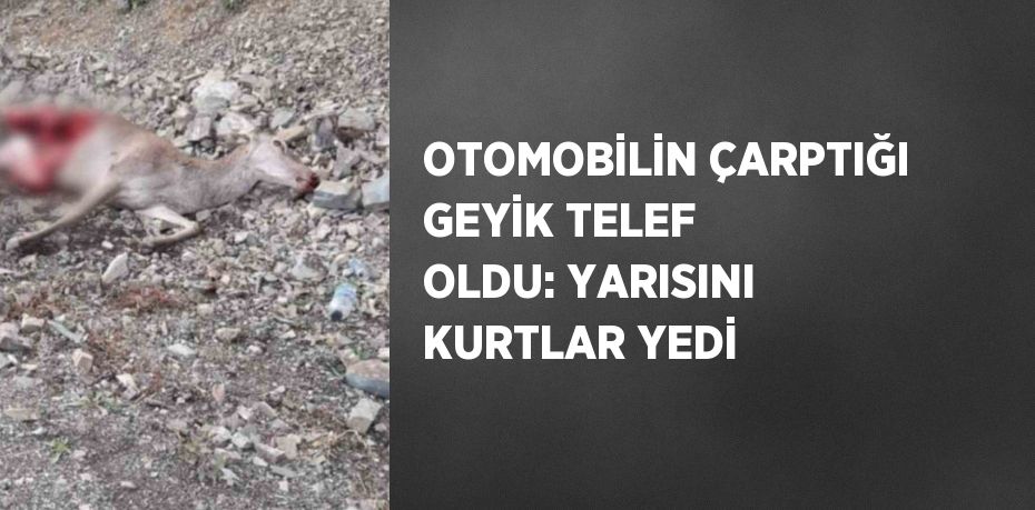 OTOMOBİLİN ÇARPTIĞI GEYİK TELEF OLDU: YARISINI KURTLAR YEDİ