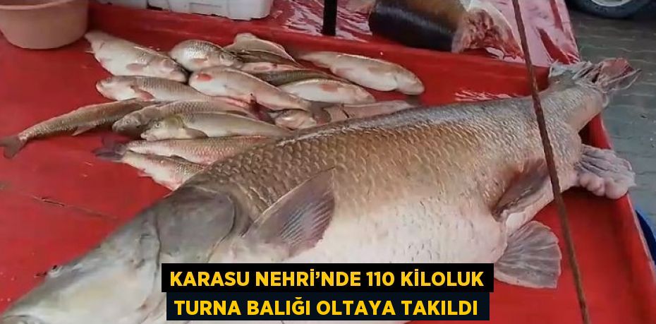 KARASU NEHRİ’NDE 110 KİLOLUK TURNA BALIĞI OLTAYA TAKILDI