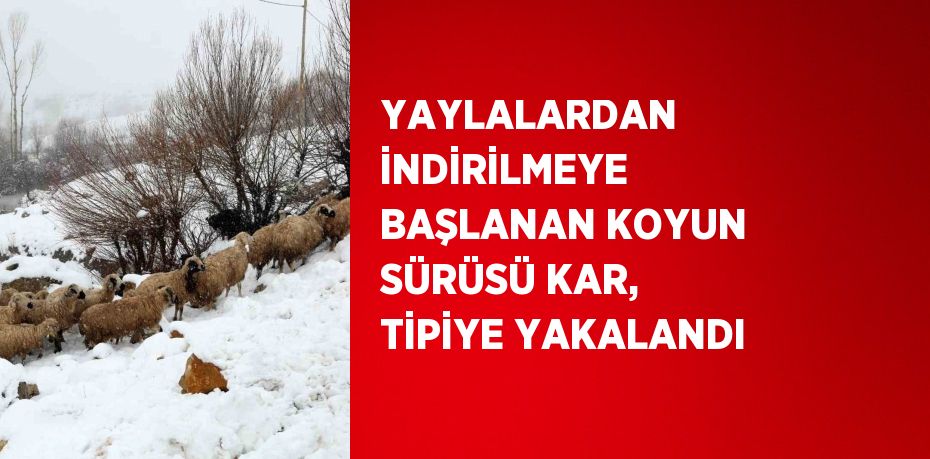 YAYLALARDAN İNDİRİLMEYE BAŞLANAN KOYUN SÜRÜSÜ KAR, TİPİYE YAKALANDI