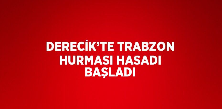 DERECİK’TE TRABZON HURMASI HASADI BAŞLADI