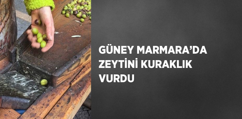 GÜNEY MARMARA’DA ZEYTİNİ KURAKLIK VURDU