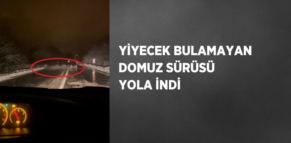 YİYECEK BULAMAYAN DOMUZ SÜRÜSÜ YOLA İNDİ