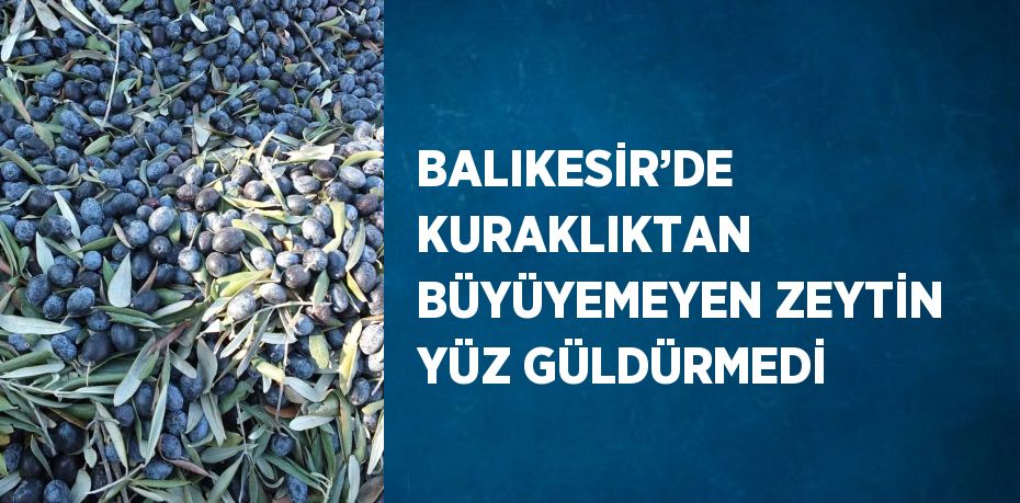 BALIKESİR’DE KURAKLIKTAN BÜYÜYEMEYEN ZEYTİN YÜZ GÜLDÜRMEDİ