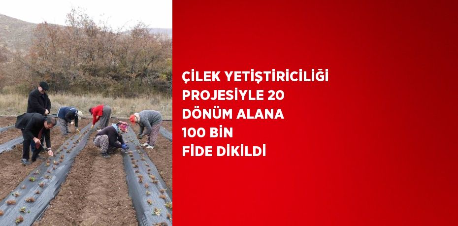 ÇİLEK YETİŞTİRİCİLİĞİ PROJESİYLE 20 DÖNÜM ALANA 100 BİN FİDE DİKİLDİ