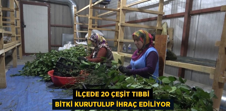 İLÇEDE 20 ÇEŞİT TIBBİ BİTKİ KURUTULUP İHRAÇ EDİLİYOR