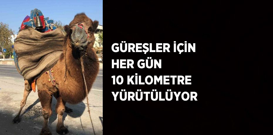 GÜREŞLER İÇİN HER GÜN 10 KİLOMETRE YÜRÜTÜLÜYOR