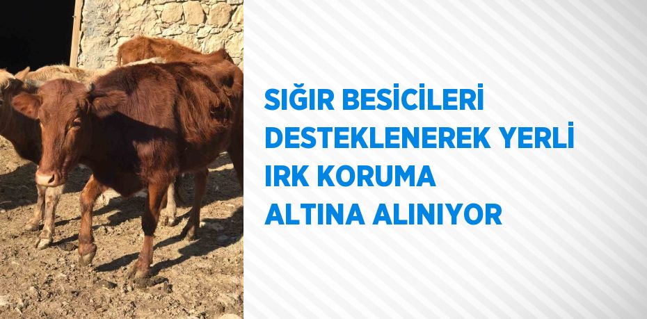 SIĞIR BESİCİLERİ DESTEKLENEREK YERLİ IRK KORUMA ALTINA ALINIYOR