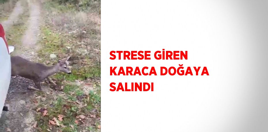 STRESE GİREN KARACA DOĞAYA SALINDI