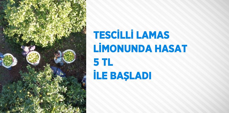 TESCİLLİ LAMAS LİMONUNDA HASAT 5 TL İLE BAŞLADI