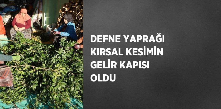 DEFNE YAPRAĞI KIRSAL KESİMİN GELİR KAPISI OLDU