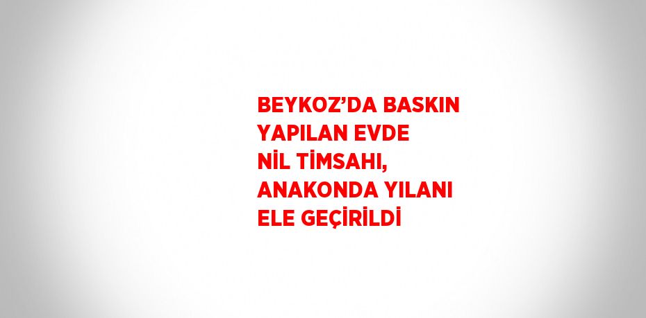 BEYKOZ’DA BASKIN YAPILAN EVDE NİL TİMSAHI, ANAKONDA YILANI ELE GEÇİRİLDİ