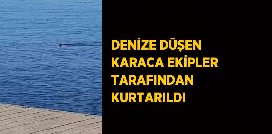 DENİZE DÜŞEN KARACA EKİPLER TARAFINDAN KURTARILDI