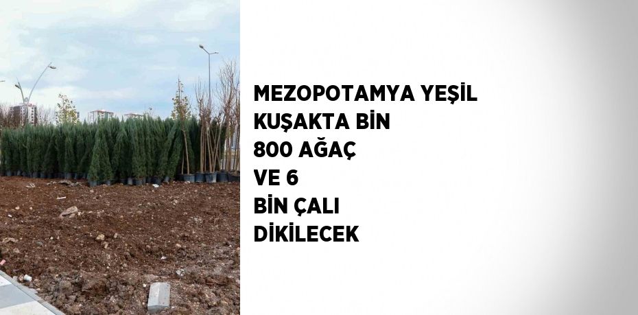 MEZOPOTAMYA YEŞİL KUŞAKTA BİN 800 AĞAÇ VE 6 BİN ÇALI DİKİLECEK