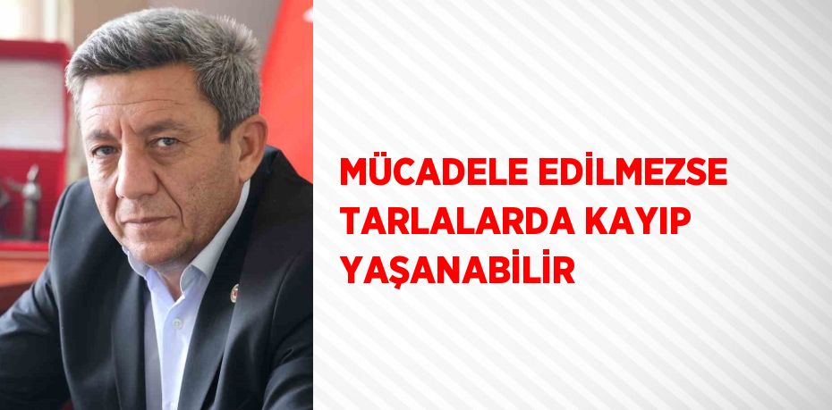 MÜCADELE EDİLMEZSE TARLALARDA KAYIP YAŞANABİLİR