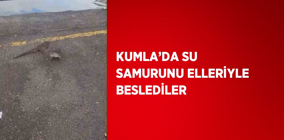 KUMLA’DA SU SAMURUNU ELLERİYLE BESLEDİLER