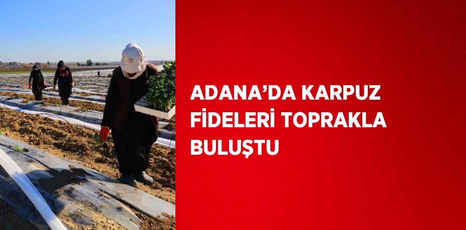 ADANA’DA KARPUZ FİDELERİ TOPRAKLA BULUŞTU
