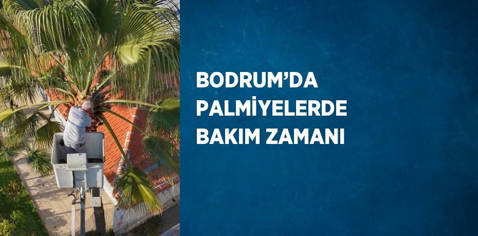 BODRUM’DA PALMİYELERDE BAKIM ZAMANI