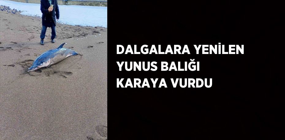 DALGALARA YENİLEN YUNUS BALIĞI KARAYA VURDU