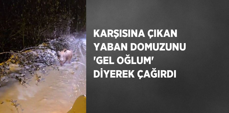 KARŞISINA ÇIKAN YABAN DOMUZUNU 'GEL OĞLUM' DİYEREK ÇAĞIRDI