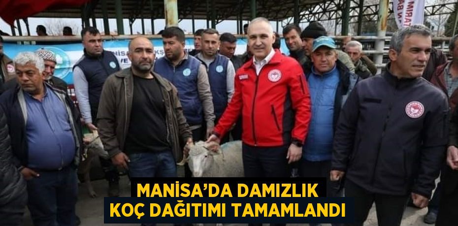 MANİSA’DA DAMIZLIK KOÇ DAĞITIMI TAMAMLANDI