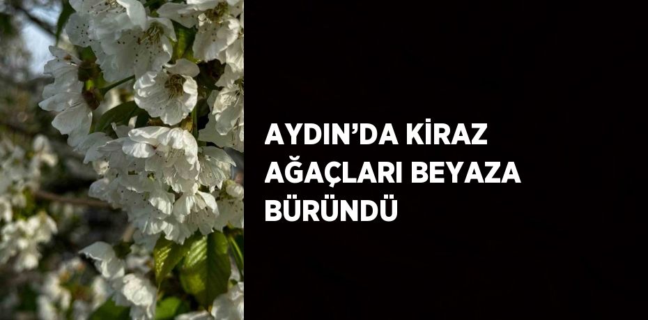 AYDIN’DA KİRAZ AĞAÇLARI BEYAZA BÜRÜNDÜ