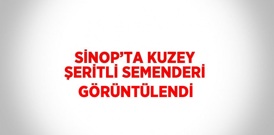 SİNOP’TA KUZEY ŞERİTLİ SEMENDERİ GÖRÜNTÜLENDİ