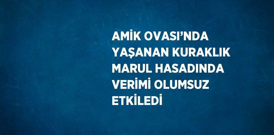 AMİK OVASI’NDA YAŞANAN KURAKLIK MARUL HASADINDA VERİMİ OLUMSUZ ETKİLEDİ
