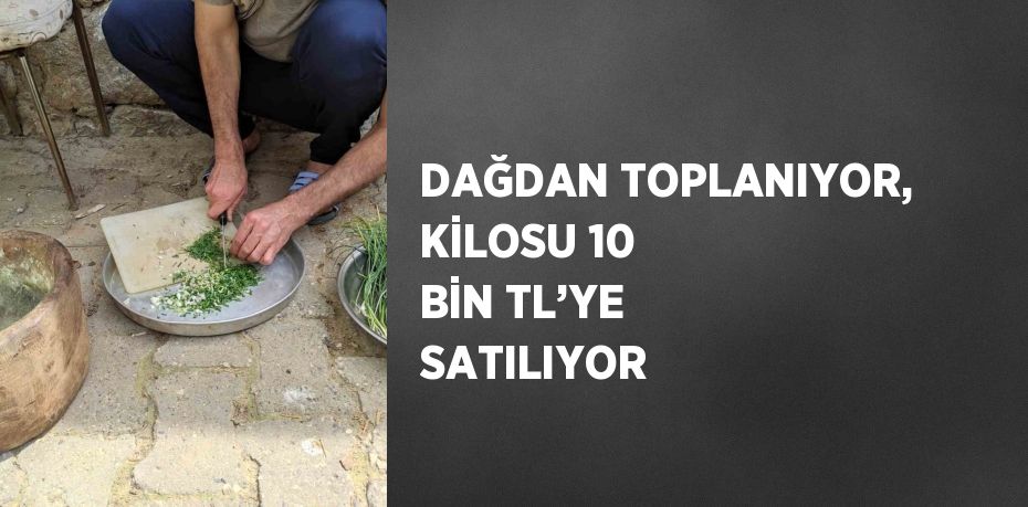 DAĞDAN TOPLANIYOR, KİLOSU 10 BİN TL’YE SATILIYOR