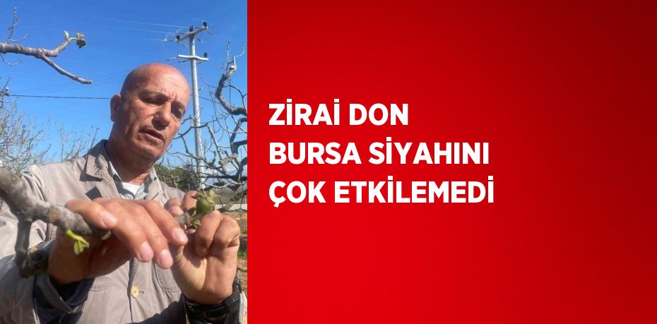 ZİRAİ DON BURSA SİYAHINI ÇOK ETKİLEMEDİ