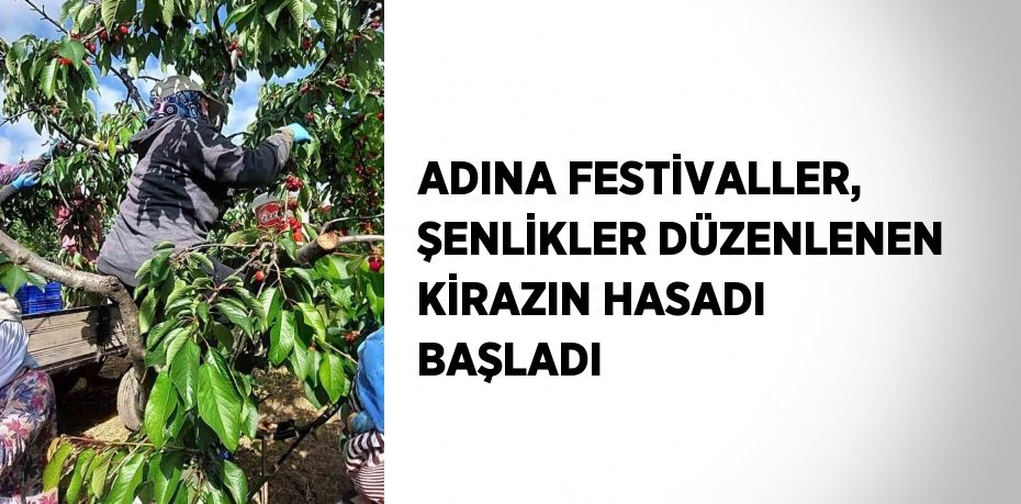 ADINA FESTİVALLER, ŞENLİKLER DÜZENLENEN KİRAZIN HASADI BAŞLADI